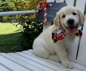 English Cream Golden Retriever Puppy for sale in FALLSTON, MD, USA