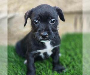 Mutt Dogs for adoption in San Diego, CA, USA