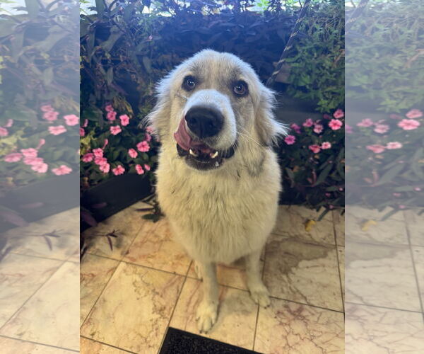 Medium Photo #2 Great Pyrenees Puppy For Sale in Leavenworth, KS, USA