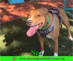 Ned - Male American Pit Bull Terrier-Unknown Mix Dog for Adoption - Photo #4