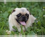 Small Photo #1 Pug Puppy For Sale in LIBERTY, KY, USA