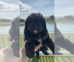 Small Photo #79 Miniature Bernedoodle Puppy For Sale in AUBURNDALE, FL, USA