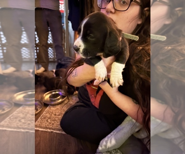 Medium Photo #9 Basset Hound-Great Dane Mix Puppy For Sale in KEANSBURG, NJ, USA