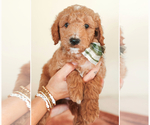Puppy Marley Goldendoodle (Miniature)