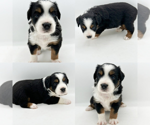 Miniature Australian Shepherd Puppy for sale in BROOKER, FL, USA