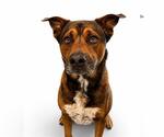 Small #1 Black Mouth Cur Mix
