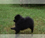 Small #7 Pomeranian
