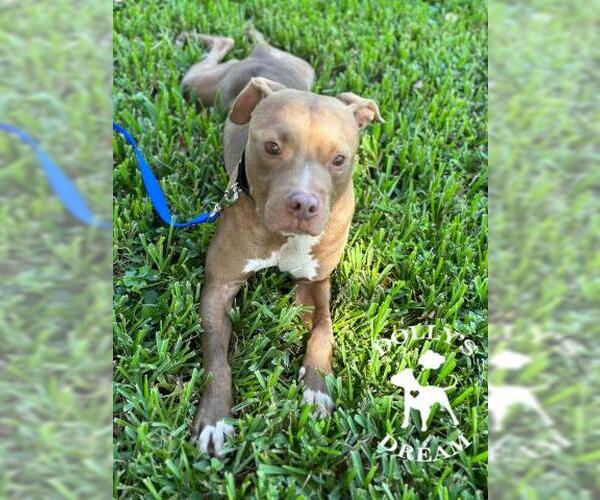 Medium Photo #3 American Pit Bull Terrier Puppy For Sale in Vero Beach, FL, USA