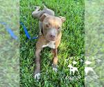 Small #2 American Pit Bull Terrier