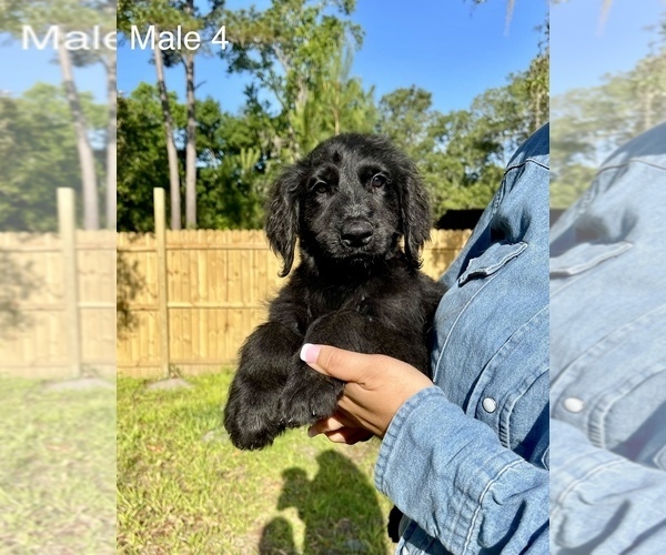 Medium Photo #13 Goldendoodle Puppy For Sale in OCALA, FL, USA