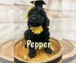Small Photo #2 Goldendoodle (Miniature) Puppy For Sale in HAYDEN, AL, USA