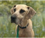 Small #1 Labrador Retriever Mix