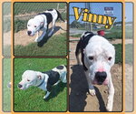 Small #1 American Staffordshire Terrier