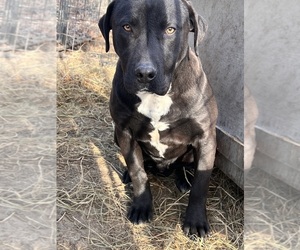American Pit Bull Terrier-Labrador Retriever Mix Puppy for sale in BUNKER, MO, USA