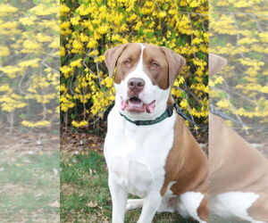 Finn - Male Saint Bernard-Unknown Mix Dog for Adoption - Photo #4