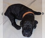 Small Photo #7 Labradoodle Puppy For Sale in JOPLIN, MO, USA