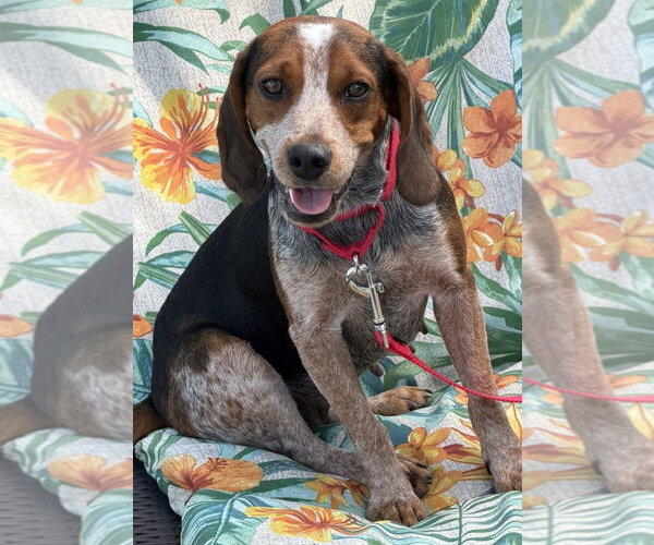 Medium Photo #2 Beagle Puppy For Sale in Dunnellon, FL, USA