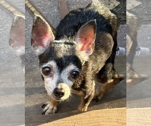 Chihuahua Dogs for adoption in Mount Pleasant, SC, USA