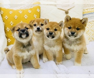 Shiba Inu Puppy for sale in FREMONT, CA, USA