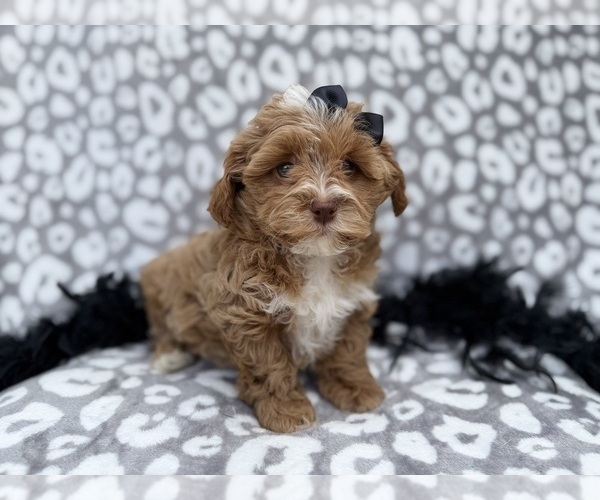 Medium Photo #7 Shih-Poo Puppy For Sale in LAKELAND, FL, USA