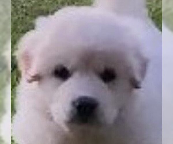 Medium Photo #4 Great Pyrenees Puppy For Sale in Spring, TX, USA