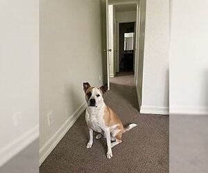 Daisy - Female Bullboxer Pit Dog for Adoption - Photo #2