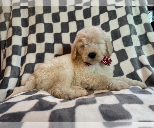 Medium Photo #17 Poodle (Standard) Puppy For Sale in LAKELAND, FL, USA