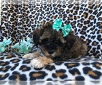 Small Photo #7 Poovanese Puppy For Sale in LAKELAND, FL, USA