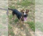 Small #1 German Shepherd Dog Mix