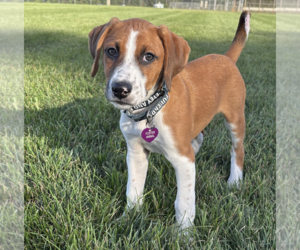 SAVANNAH'S LITTER: KALEKI - Female Labbe Dog for Adoption - Photo #2