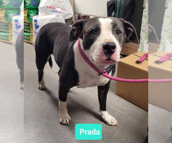 Medium Photo #3 American Pit Bull Terrier Puppy For Sale in Richmond, IN, USA