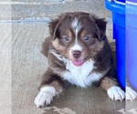 Small #8 Miniature Australian Shepherd