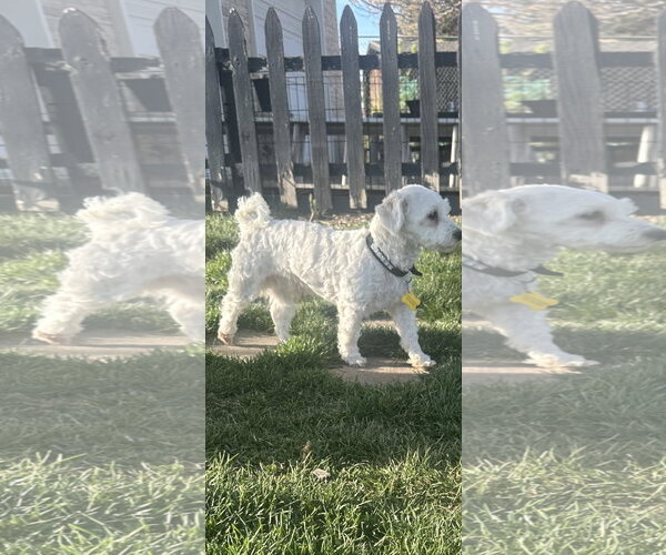 Medium Photo #4 Poodle (Miniature) Puppy For Sale in Sandy, UT, USA