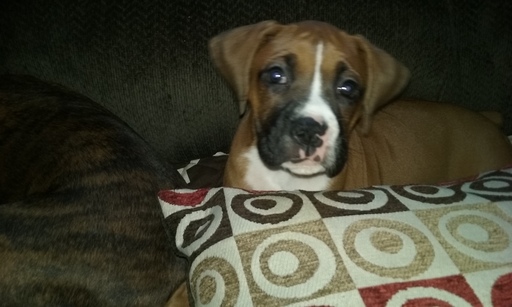Medium Photo #1 Boxer Puppy For Sale in NEW CASTLE, IN, USA