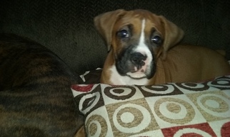 Boxer Puppy for sale in NEW CASTLE, IN, USA