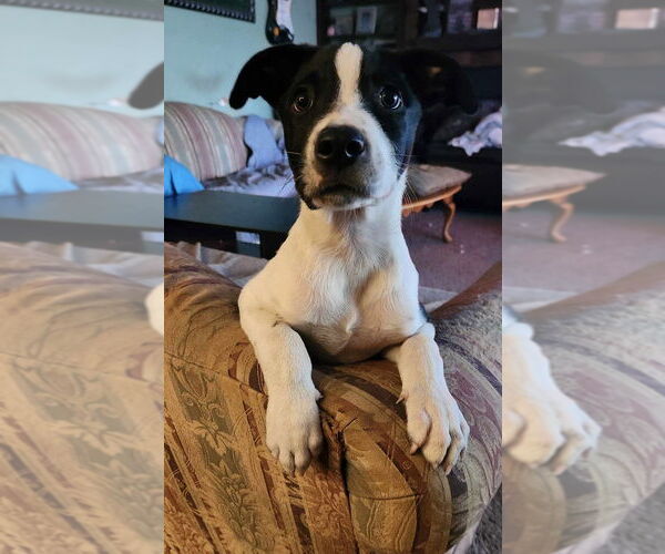 Medium Photo #3 Mutt Puppy For Sale in Tampa, FL, USA