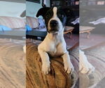 Small #2 Mutt