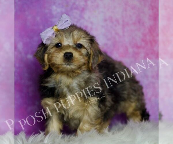 Medium Photo #5 Yorkipoo Puppy For Sale in WARSAW, IN, USA