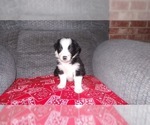 Small Photo #24 Border Collie Puppy For Sale in AIKEN, SC, USA