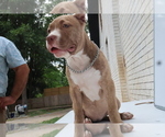 Puppy diamond American Bully