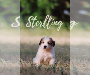 Anatolian Shepherd-Great Pyrenees Mix Puppy for sale in BARRY, TX, USA