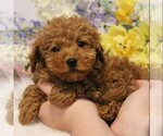 Small #3 Poodle (Toy)