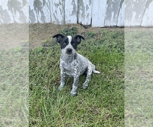 Australian Cattle Dog-Unknown Mix Puppy for sale in HOYLETON, IL, USA