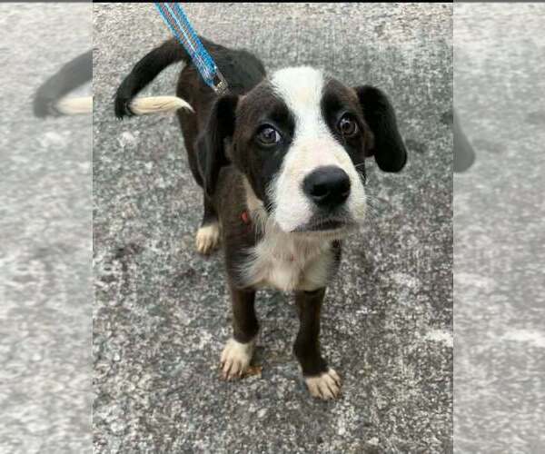 Medium Photo #3 Boxer-Unknown Mix Puppy For Sale in Aurora, IN, USA