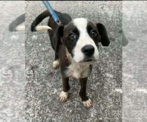 River Boy - Male Boxer-Unknown Mix Dog for Adoption - Photo #3