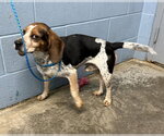 Small Photo #4 Beagle Puppy For Sale in Evansville, IN, USA