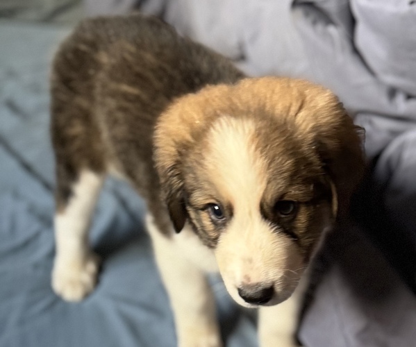 Medium Photo #8 Great Bernese Puppy For Sale in SPRINGFIELD, OH, USA