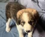 Small #7 Great Bernese
