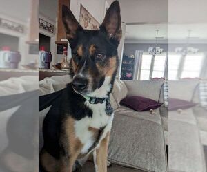Kit - Male Siberian Husky-Unknown Mix Dog for Adoption - Photo #7