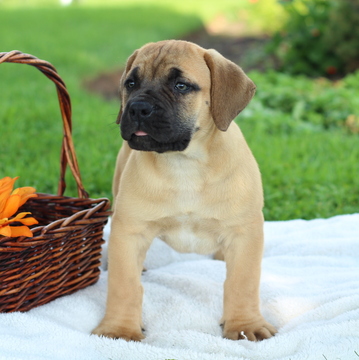 Medium Photo #1 Boerboel Puppy For Sale in GAP, PA, USA